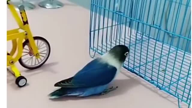 So sweet and cute smart parrot Funny #short video