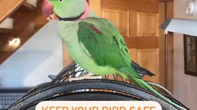 FUNNIEST PARROTS - Cute Parrot And Funny Parrot Videos Compilation [BEST OF]2021