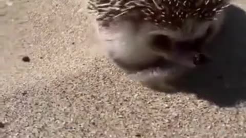 Cool and handsome hedgehog