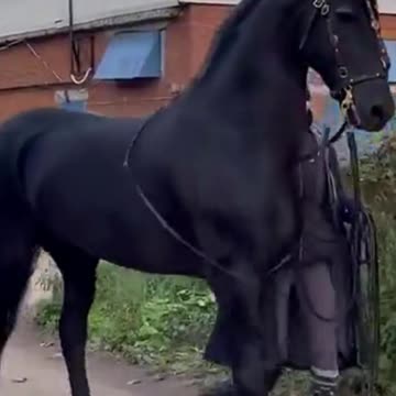 Black Horse