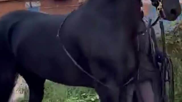 Black Horse