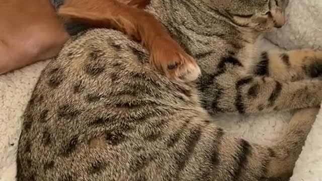 Cute and Funny Cat Videos Compilation - PART 44