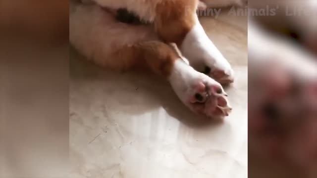 😻Cats And 🐶Funny Tik Tok Videos - Try Not To Laugh! (1080p)