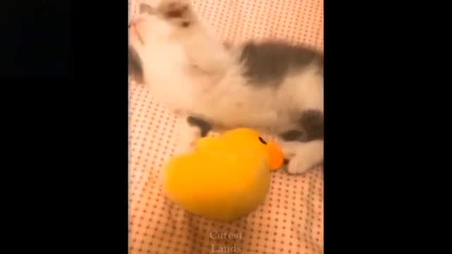 Pets comedy