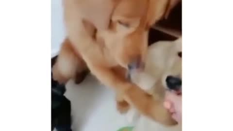 Eat or not
