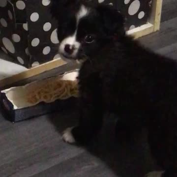 Dog eating shpaggeti