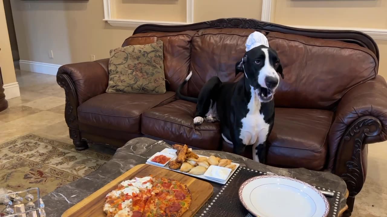 Great Danes Enjoy Hurricane Idalia Comfort Food Awaiting The Storm