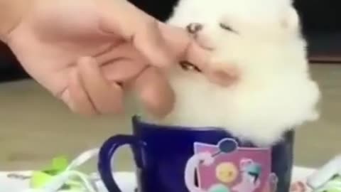 😍 Cute DOG and Funny ANIMALS Videos Compilation 2021 😍