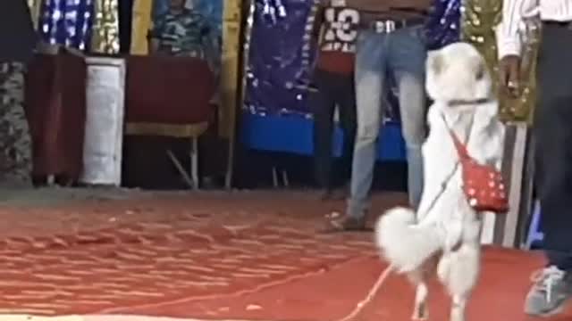 Dog dancing best video