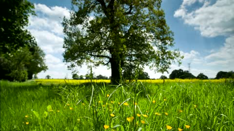 Countryside meadow