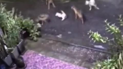 Cat saving his cat friend from group of dogs.