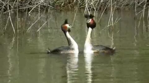 Swan Dancing With Love