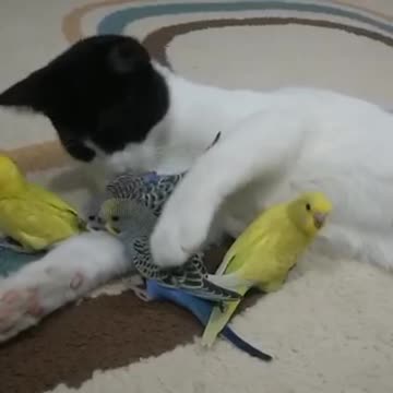 Cats 🐱🐈 🐱🐈🐈🐱🐱🐈🐈chat