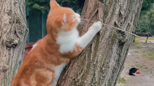 Cat Playing on a Tree Trunk