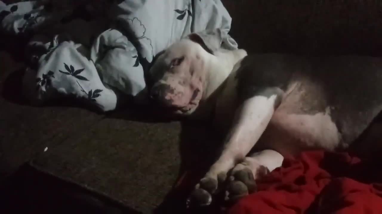 A dog sleeping and snoring like human