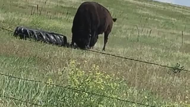 Buffalo Finds Toy His Own Size