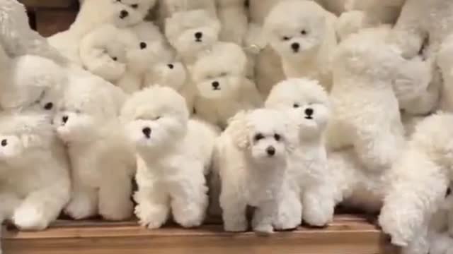 Cute puppy and dogs viral video