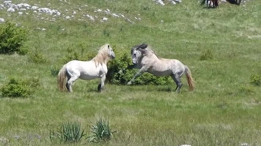 Super Murrah Horse and Donkey Meeting First time May 2022