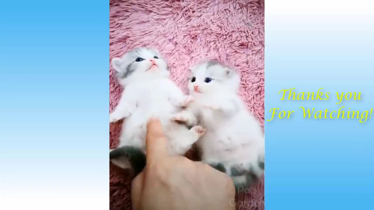 cute and nfunny dogs and cats