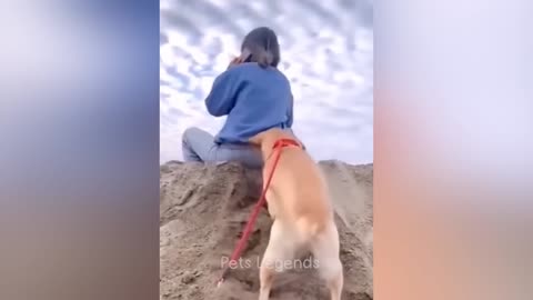 Funniest animals, new funny cats and dogs videos. Part 1