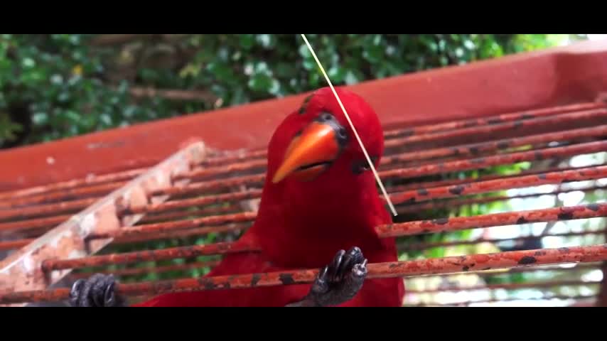 Beautiful Parrots Videos With Music