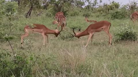 Impala Rams Fighting