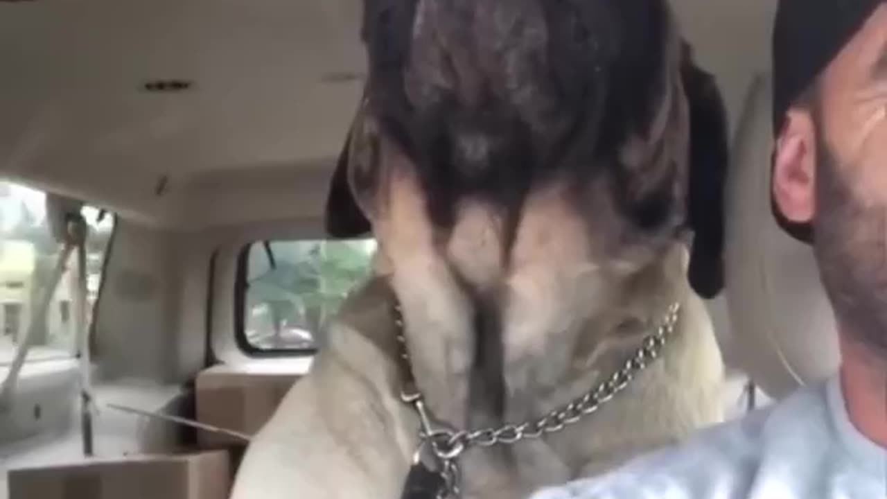 Giant Dog Howl