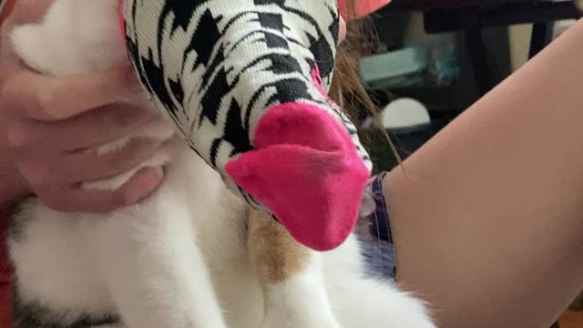 Delilah vs. sock