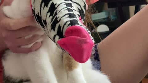 Delilah vs. sock