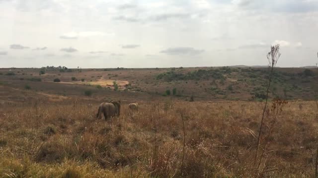 Lion roaming the field