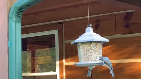 NW NC at the Treehouse 🌳 Bird feeder and nature sounds #4