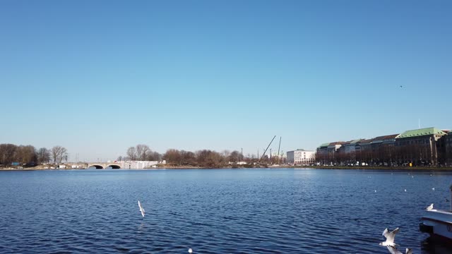 Seagulls Flying over River in Hamburg