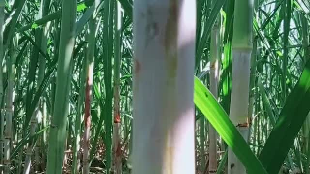 Suger cane video most important