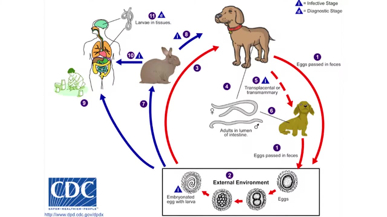 Parasites: fellow travellers – friend or foe?