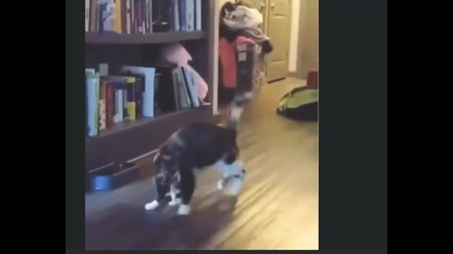 My cat dancing