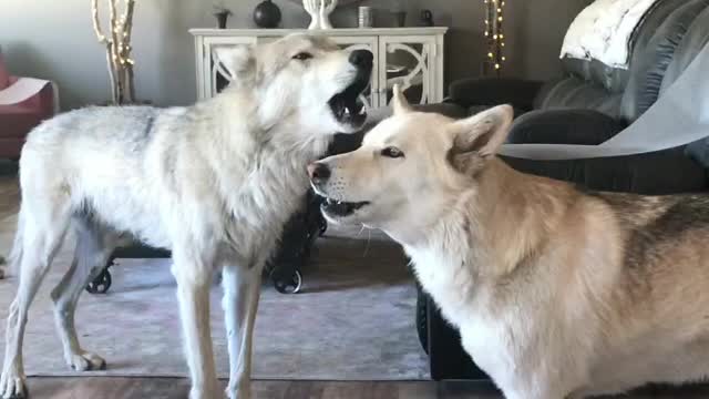 Wolfdogs Howling