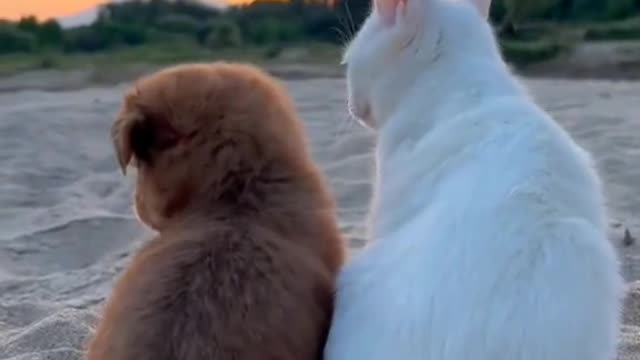 Cute Pet Playing Cat and Dog