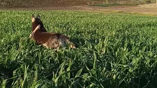 Husky