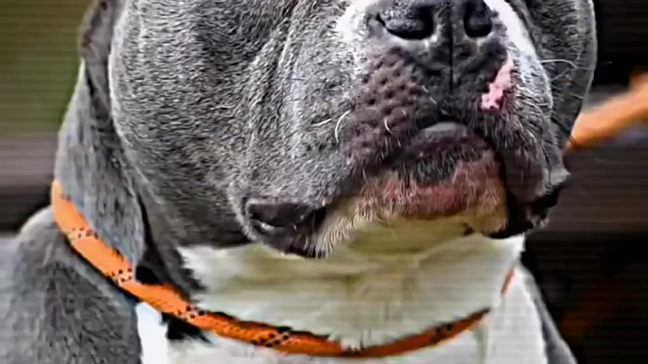 Dangerous pittbull