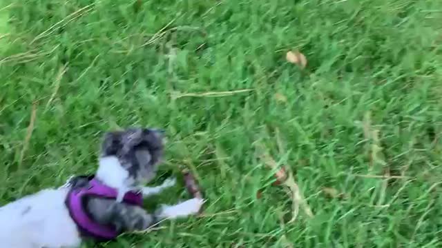 Chipy the little dog finds a bone at the park.