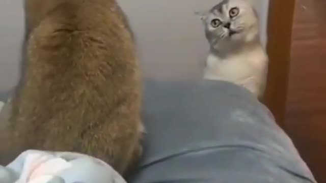 Amazing Fun Cat Funny Cats and Funny pet