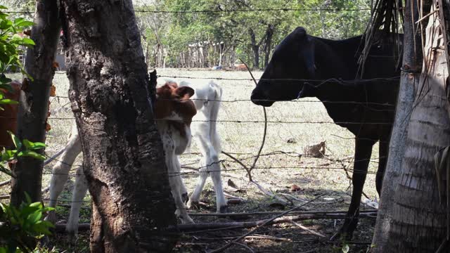 Family Of Cows Got Stunned By Amazing Photographer In Farm