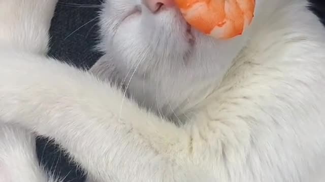 You have your Monkey King, I have my cat to guard