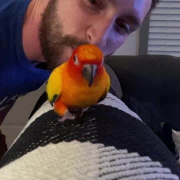 Parrot runs hilariously toward camera