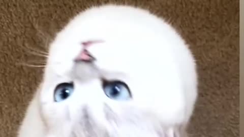 A beautiful cat reaction!