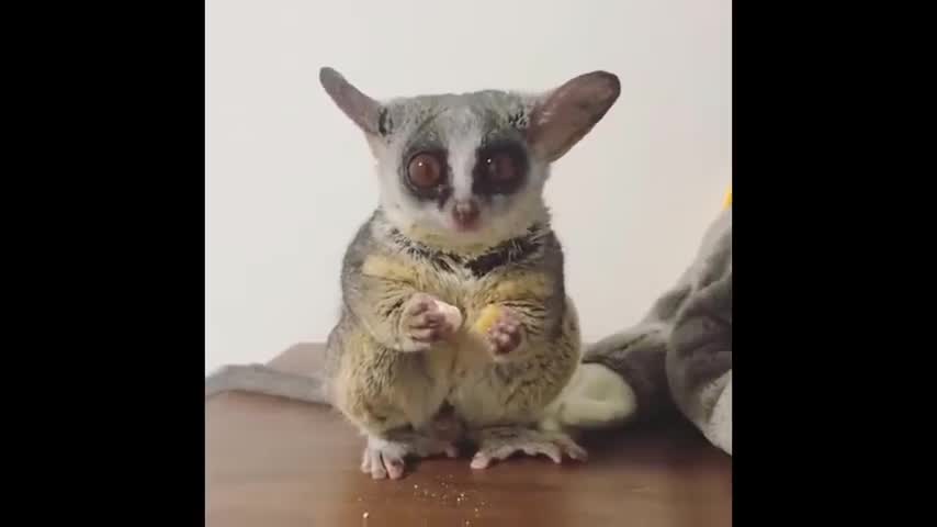 Cute baby animals Videos Compilation cute moment of the animals - Soo Cute! #3