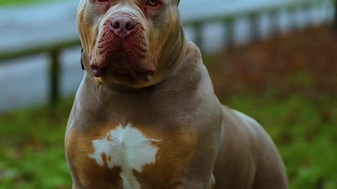 Cute Dog😱😋