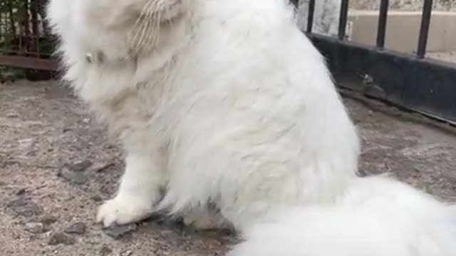 Extremely_beautiful_cute_white_fluffy_persian_cat_playing_in_the_rain_||_Cat_play_run_funny_#shorts4