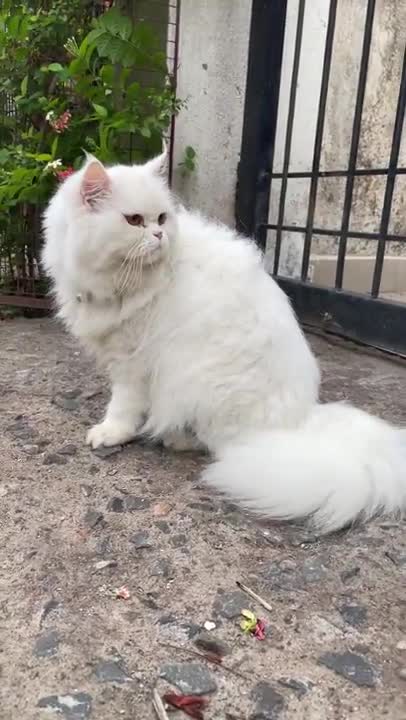 Extremely_beautiful_cute_white_fluffy_persian_cat_playing_in_the_rain_||_Cat_play_run_funny_#shorts4