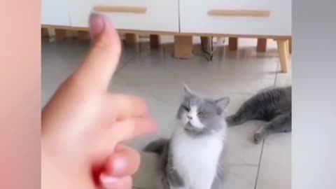 OMG so cute ❤ funny cats